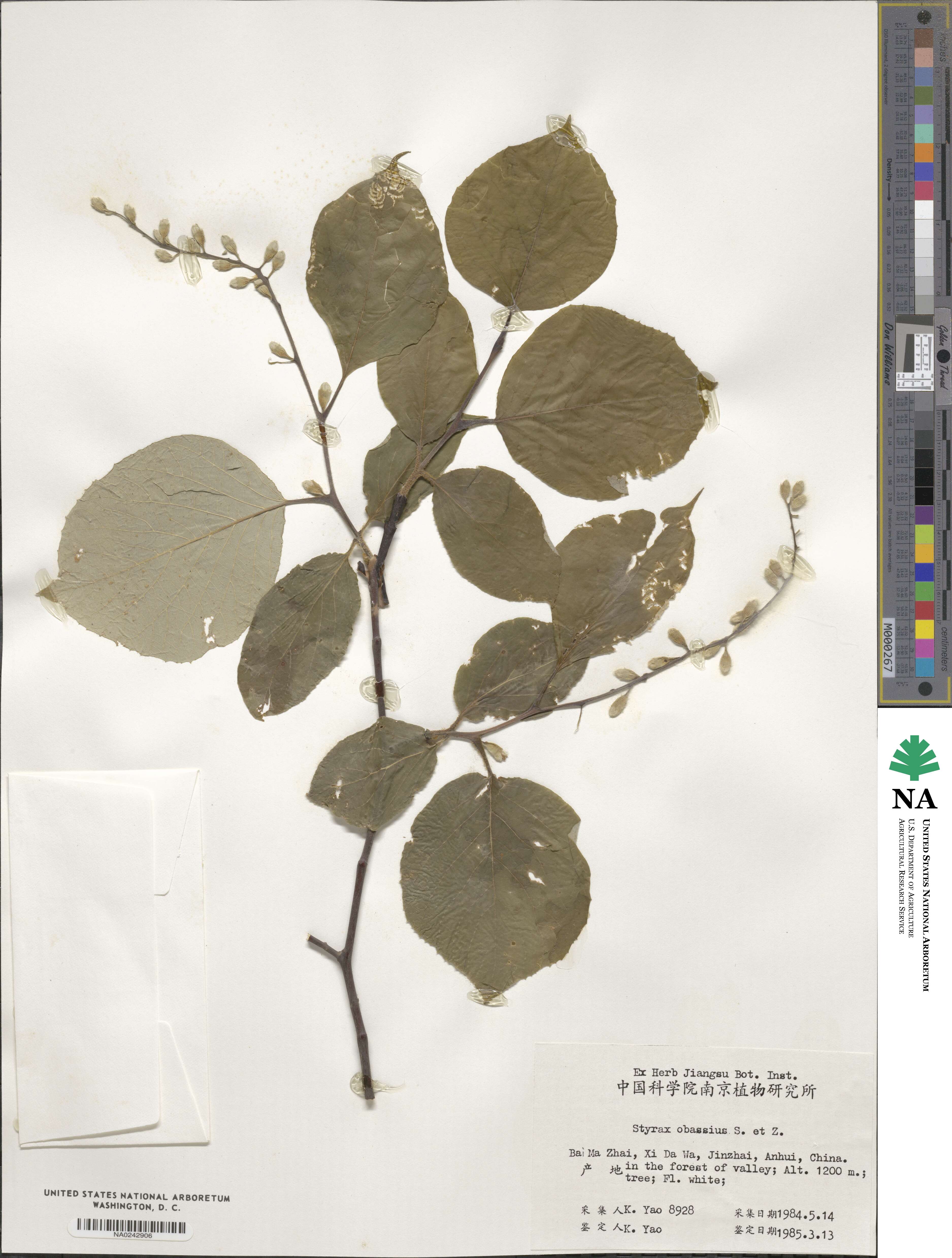 Styrax obassia image