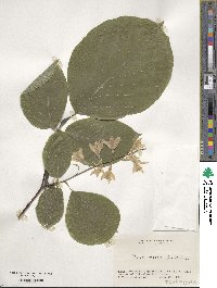 Styrax obassia image