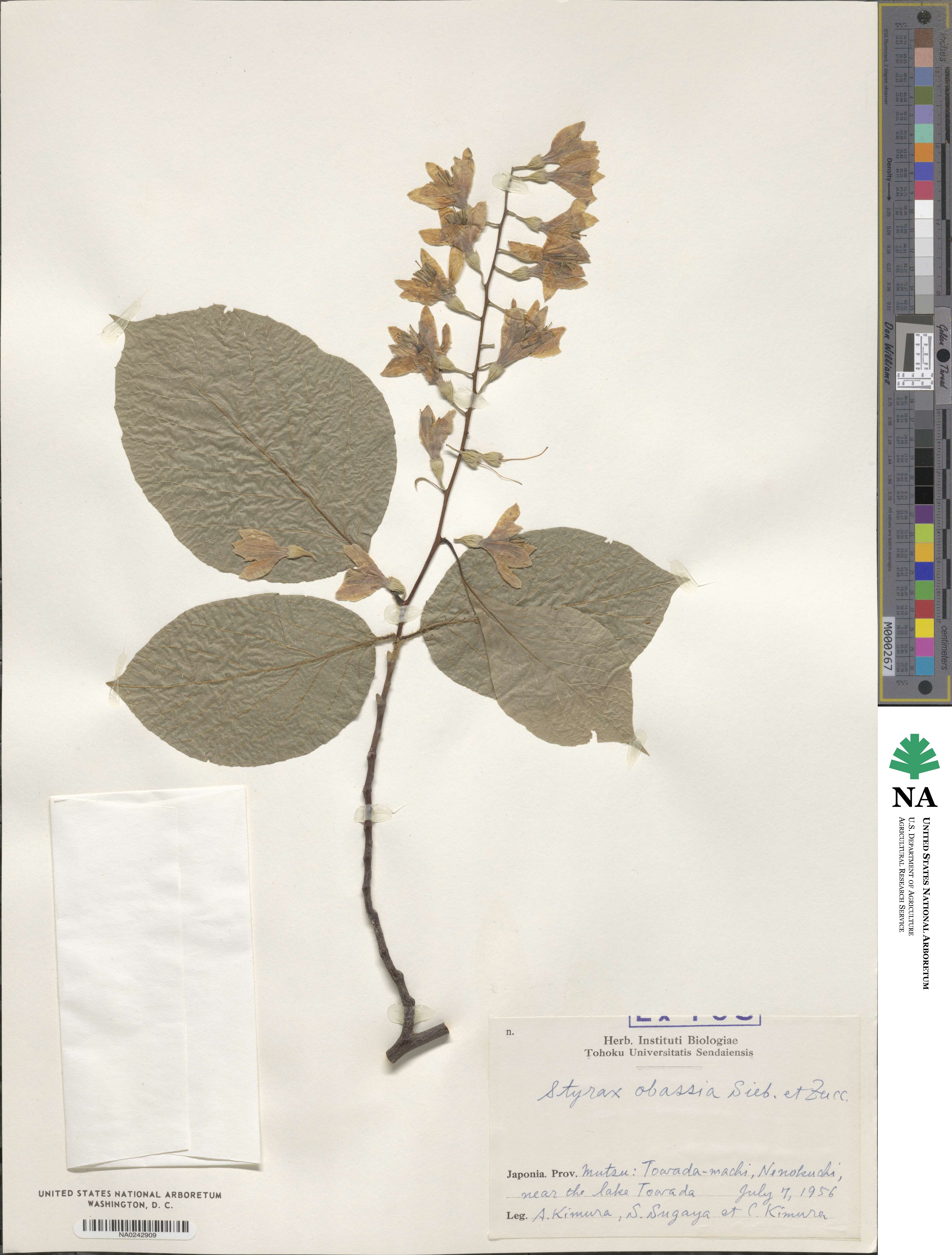 Styrax obassia image