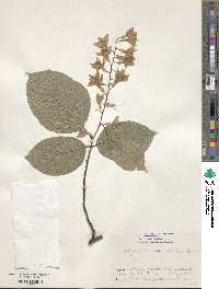 Styrax obassia image