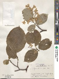 Styrax obassia image