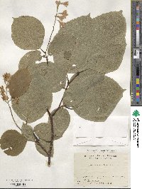 Styrax obassia image