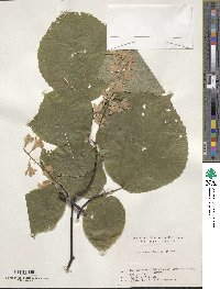 Styrax obassia image