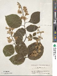 Styrax obassia image