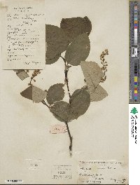 Styrax obassia image