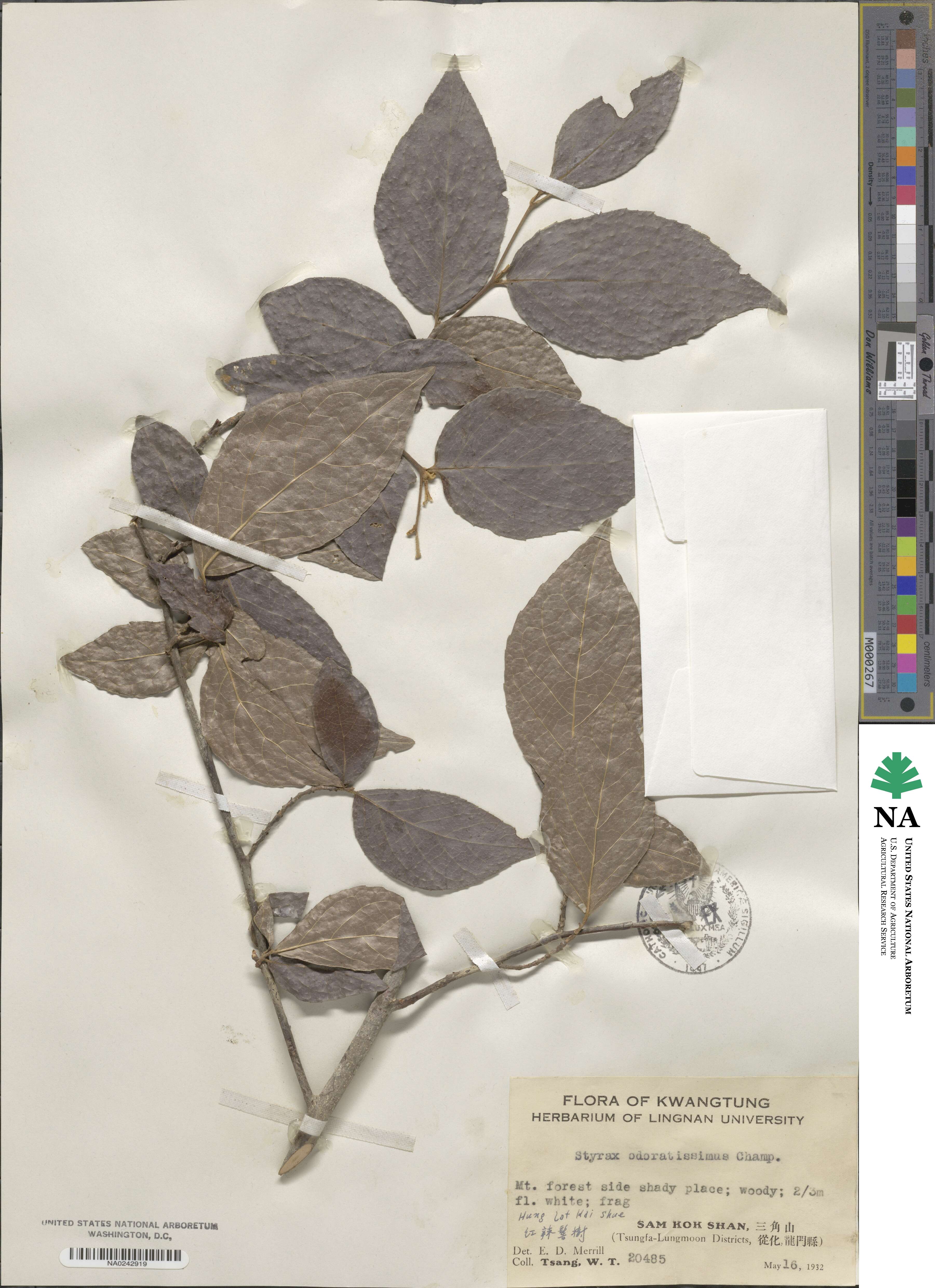 Styrax odoratissimus image