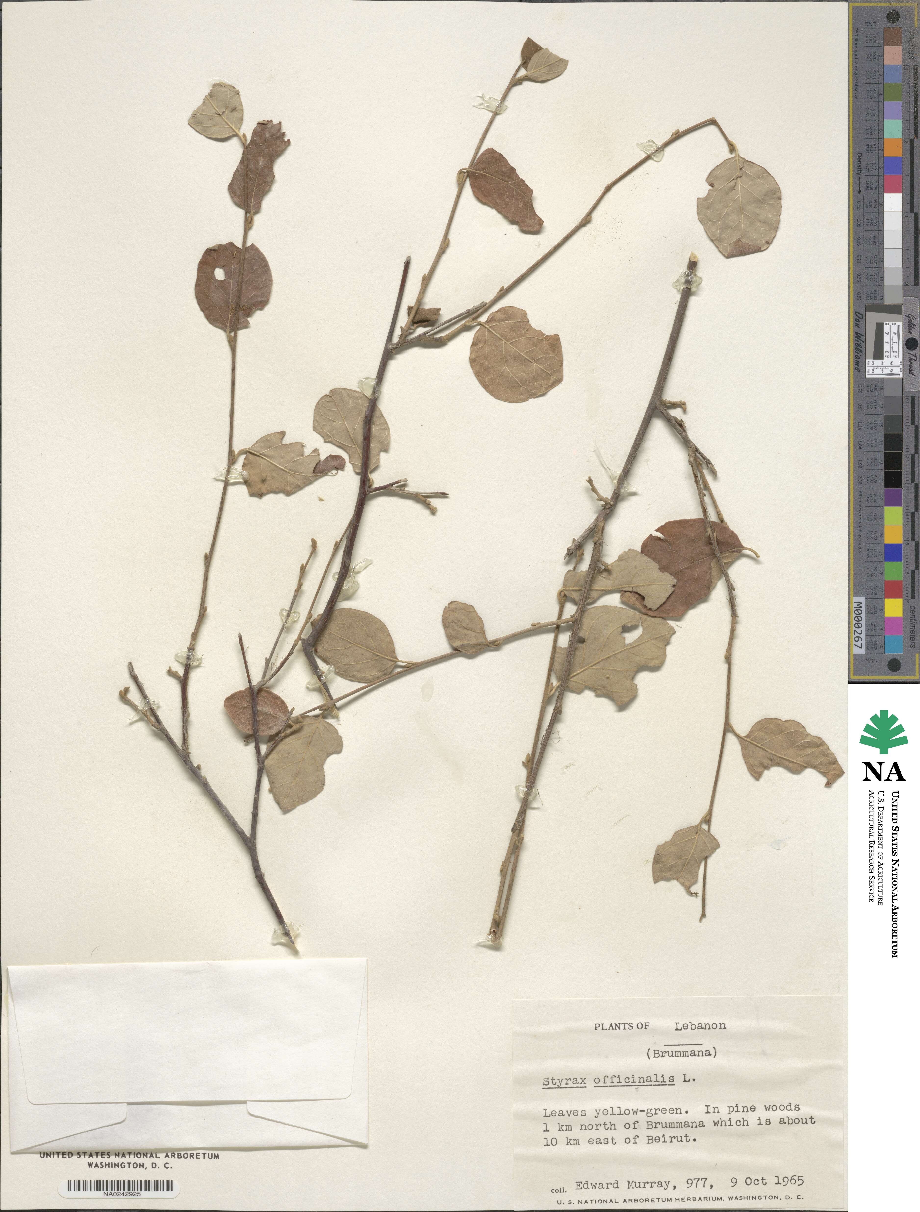 Styrax officinalis image