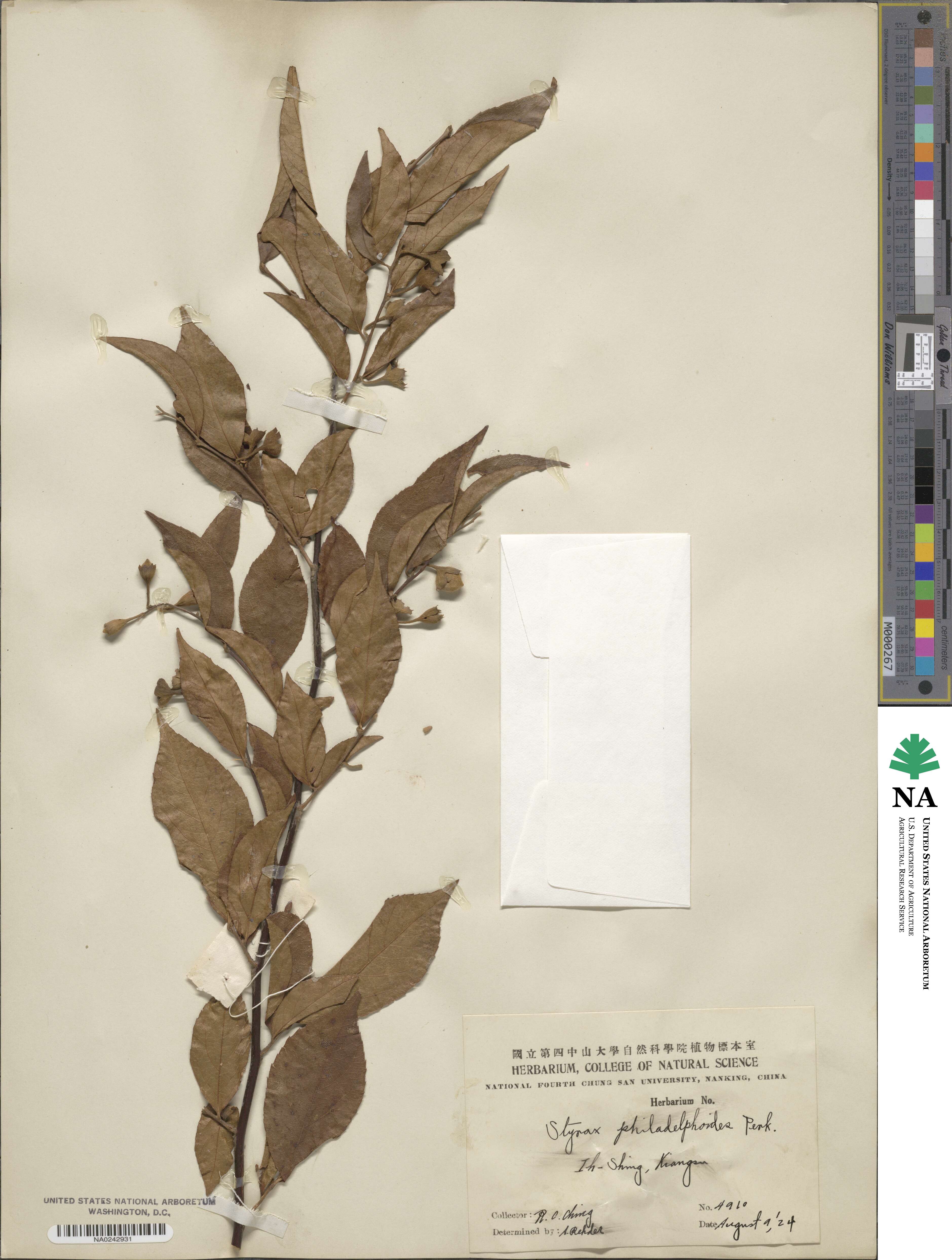 Styrax confusus image