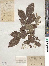 Styrax confusus image