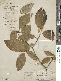 Styrax confusus image