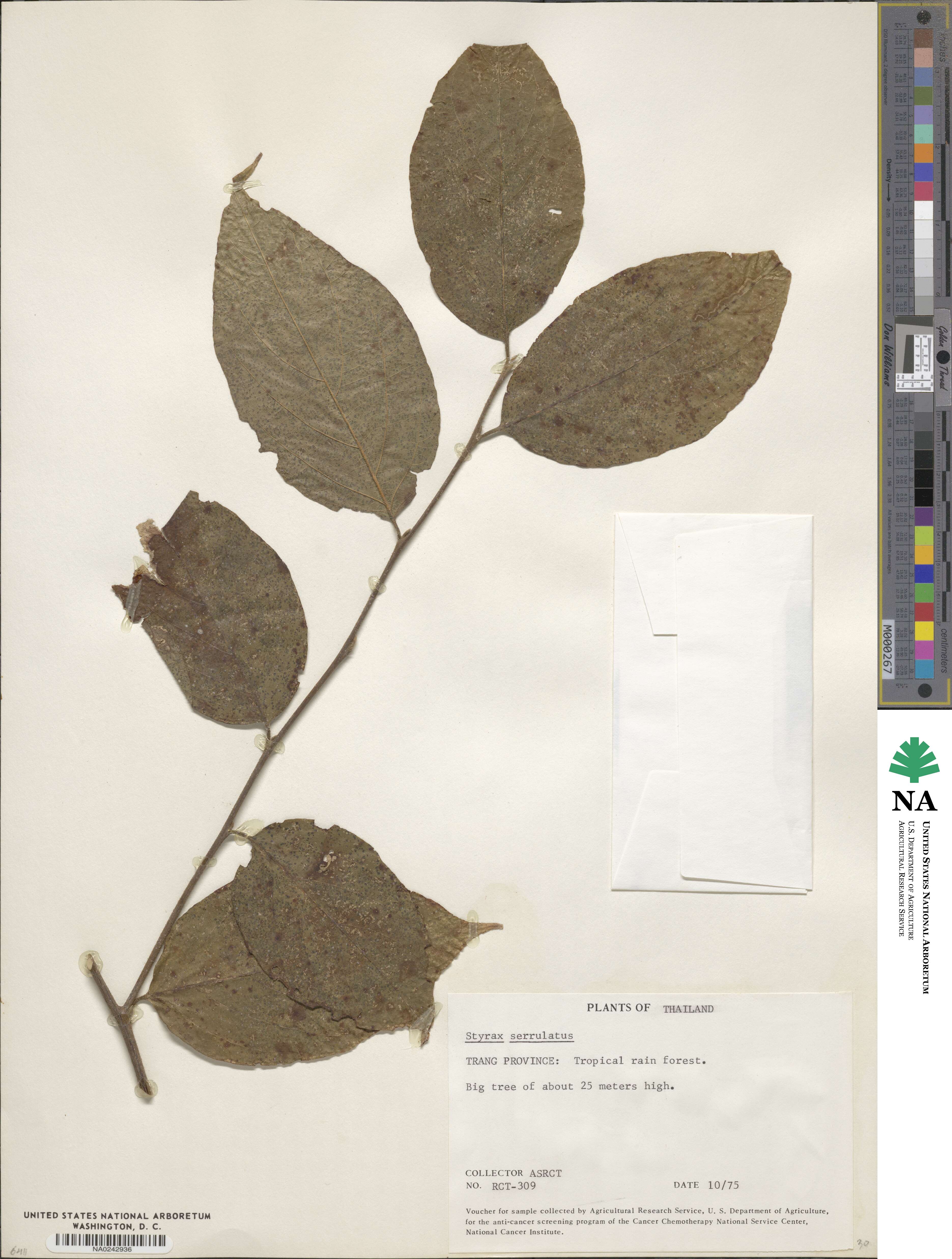 Styrax serrulata image