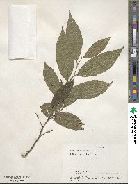 Styrax serrulata image