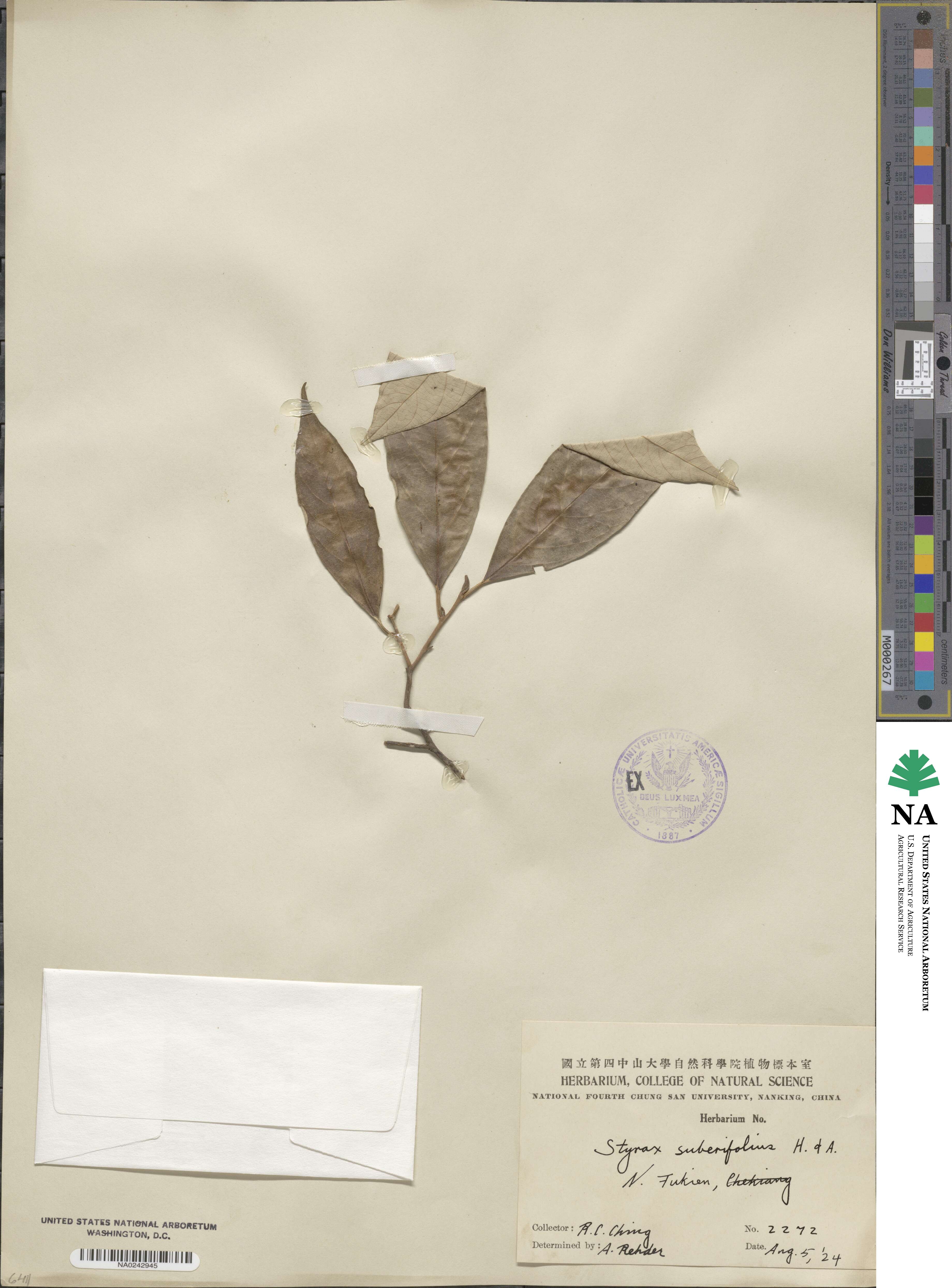 Styrax image