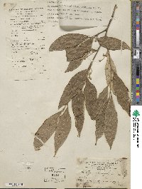 Styrax suberifolius image