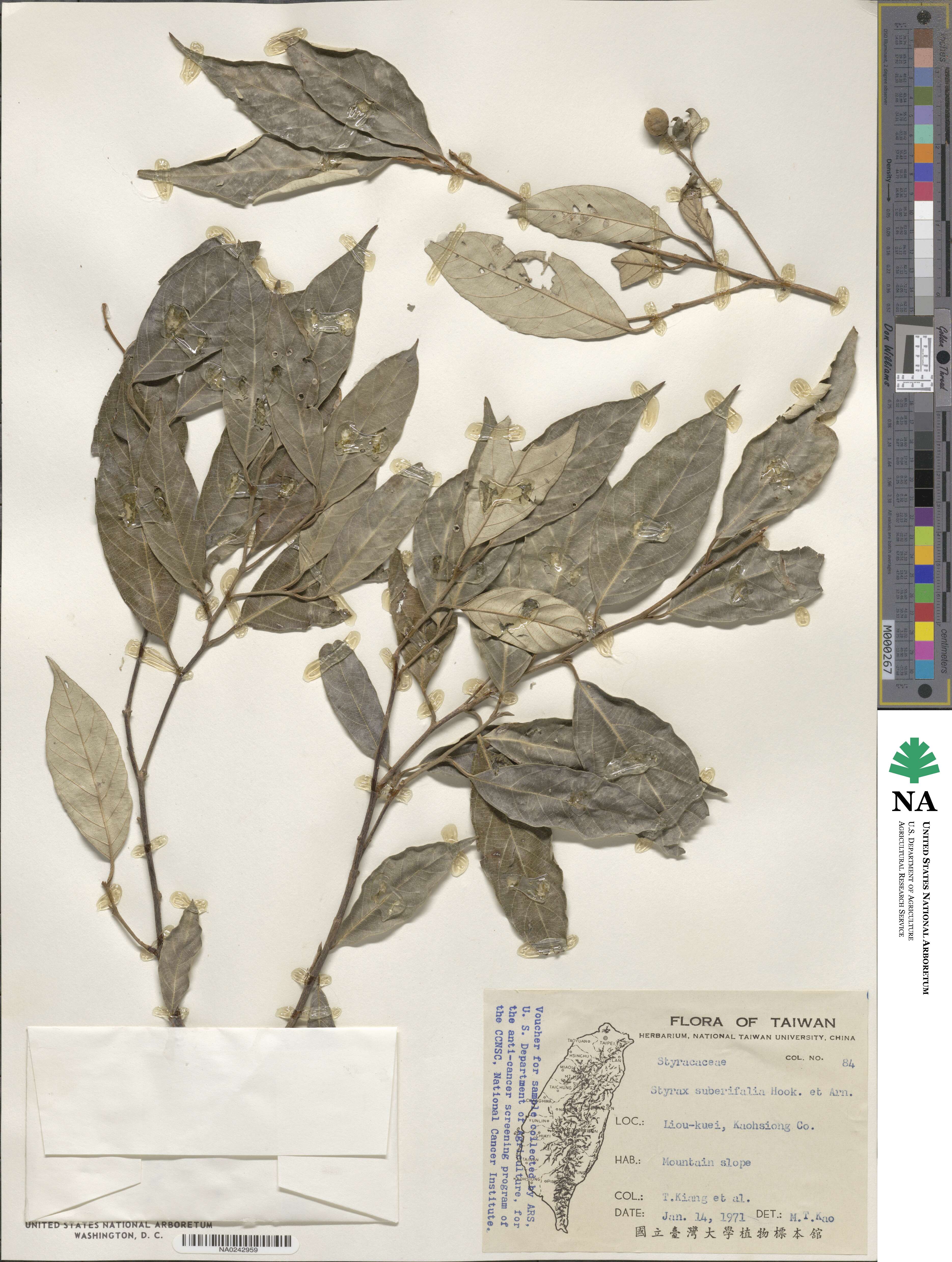 Styrax suberifolius image