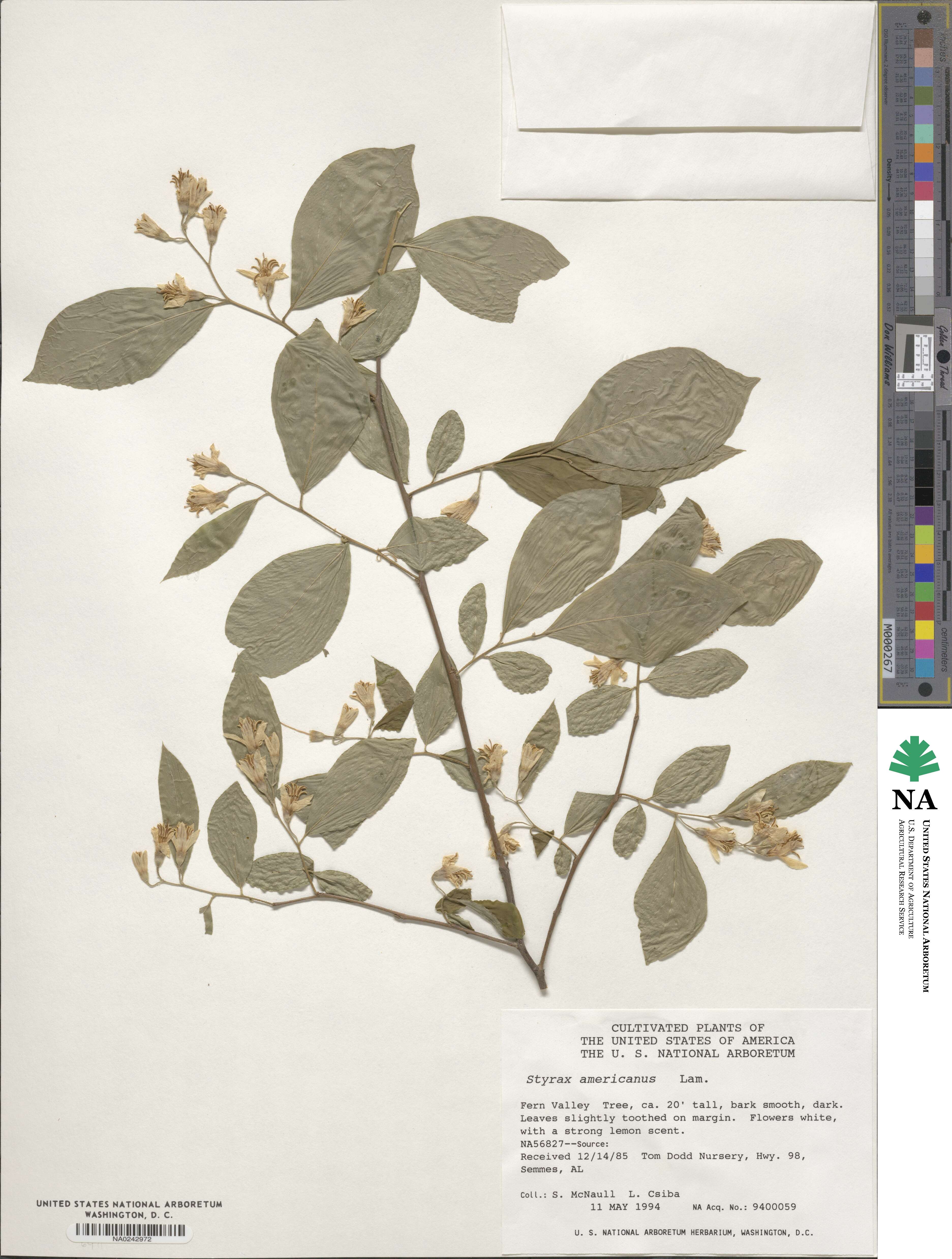 Styrax americanus image