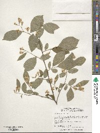 Styrax americanus image