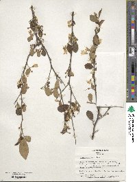 Styrax americanus image