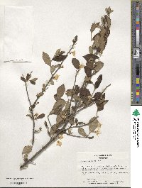 Styrax americanus image