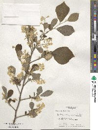 Styrax americanus image