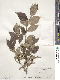 Styrax americanus image