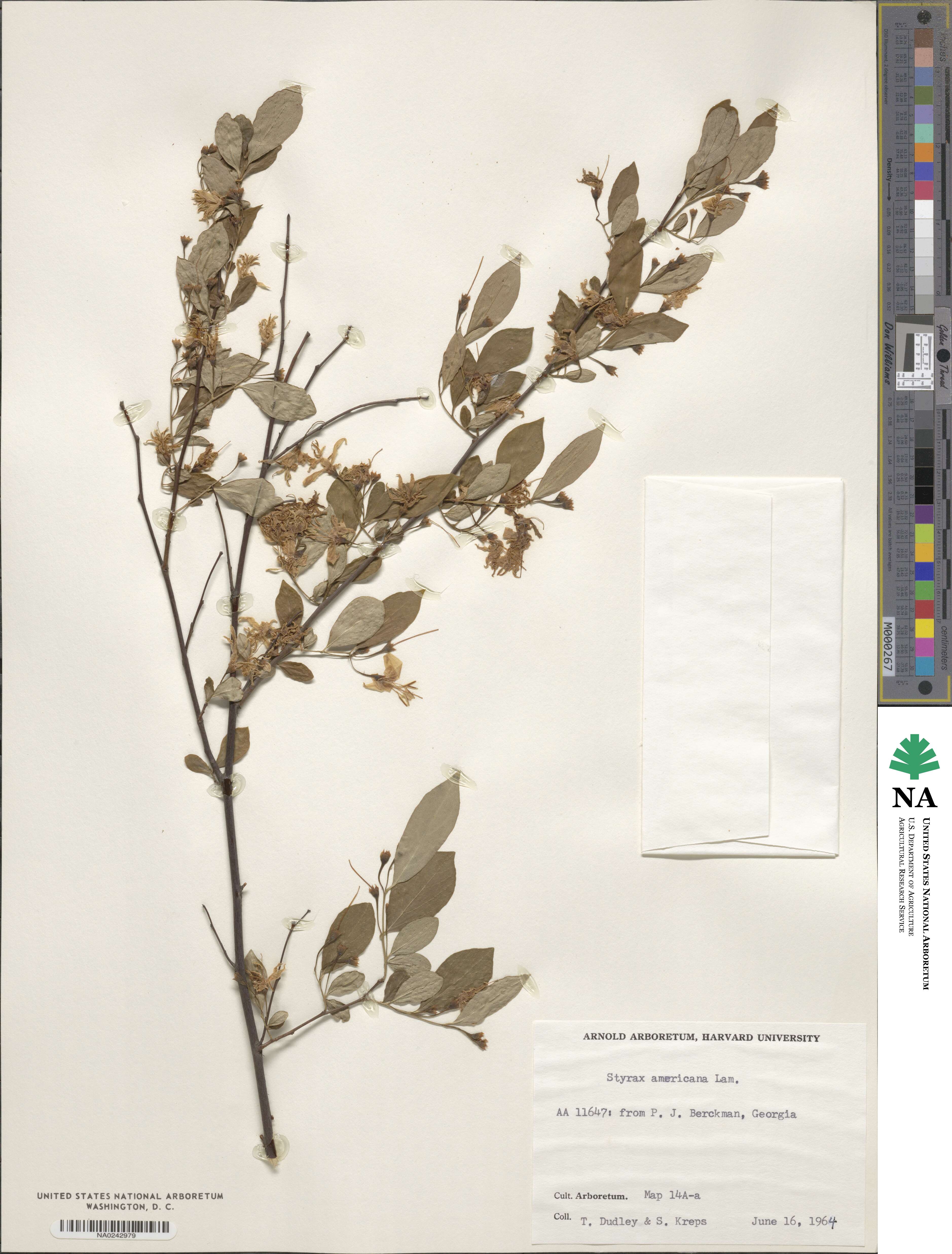 Styrax americanus image