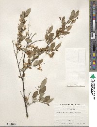 Styrax americanus image