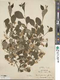 Styrax americanus image