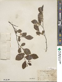 Styrax americanus image