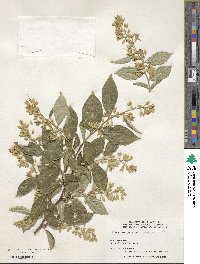 Styrax fortunei image