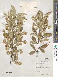 Styrax fortunei image