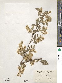 Styrax fortunei image