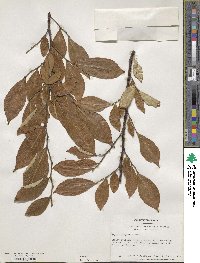 Styrax fortunei image