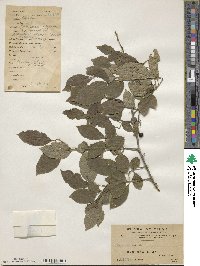 Image of Sabia japonica