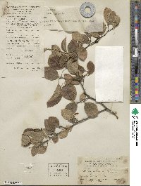 Sabia japonica image