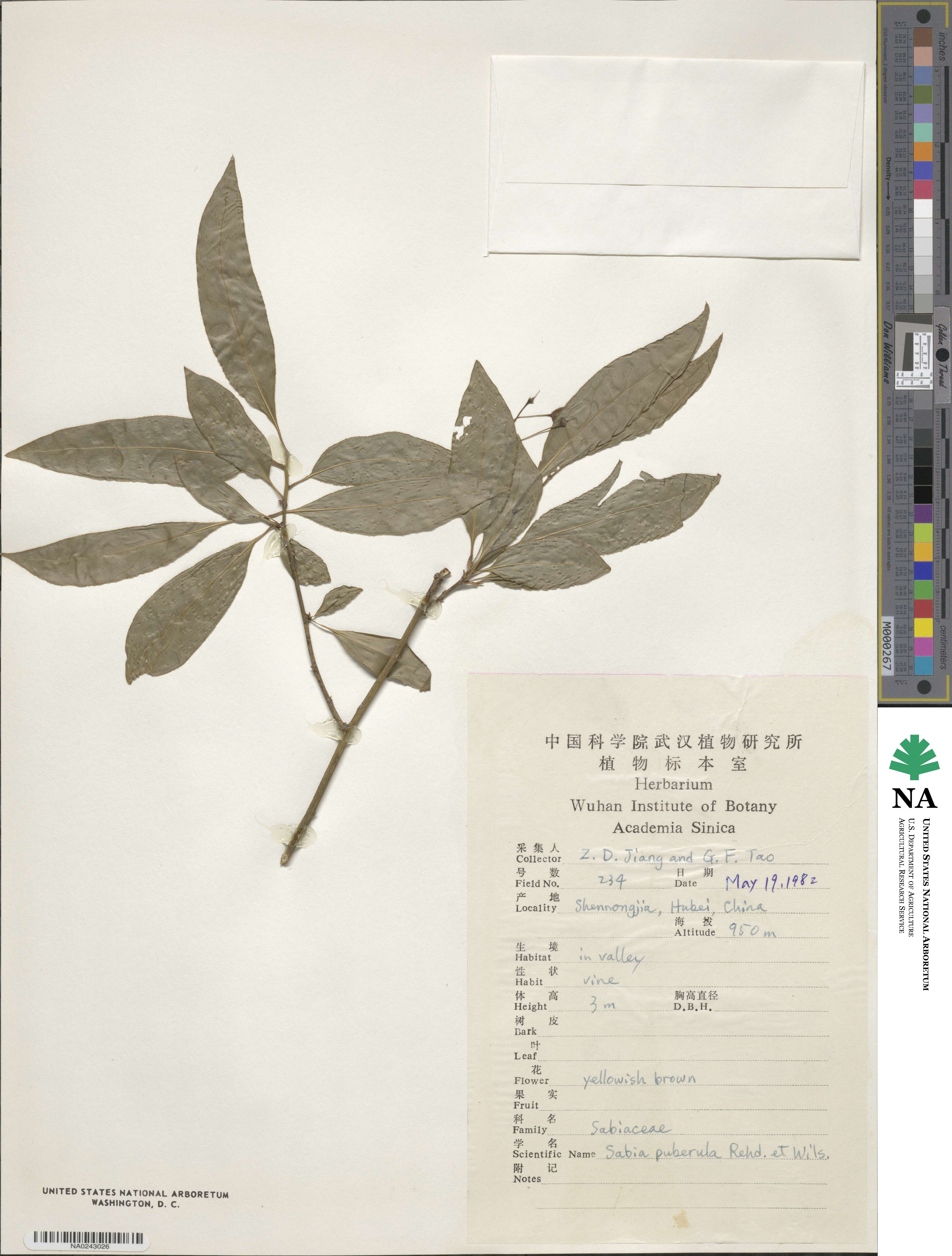 Sabia yunnanensis subsp. yunnanensis image