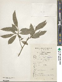 Sabia yunnanensis image