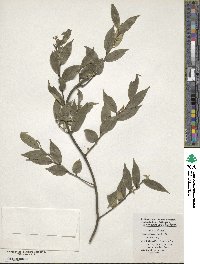 Sabia yunnanensis subsp. yunnanensis image