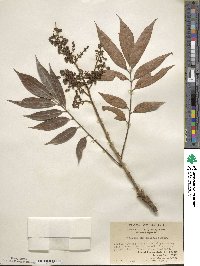 Image of Meliosma angustifolia