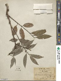 Meliosma angustifolia image