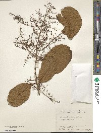 Meliosma dilleniifolia image