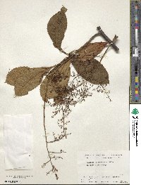 Meliosma dilleniifolia image