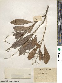 Meliosma fordii image