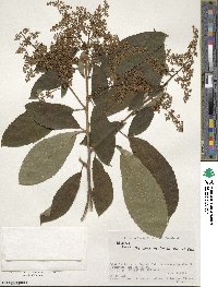 Meliosma myriantha image