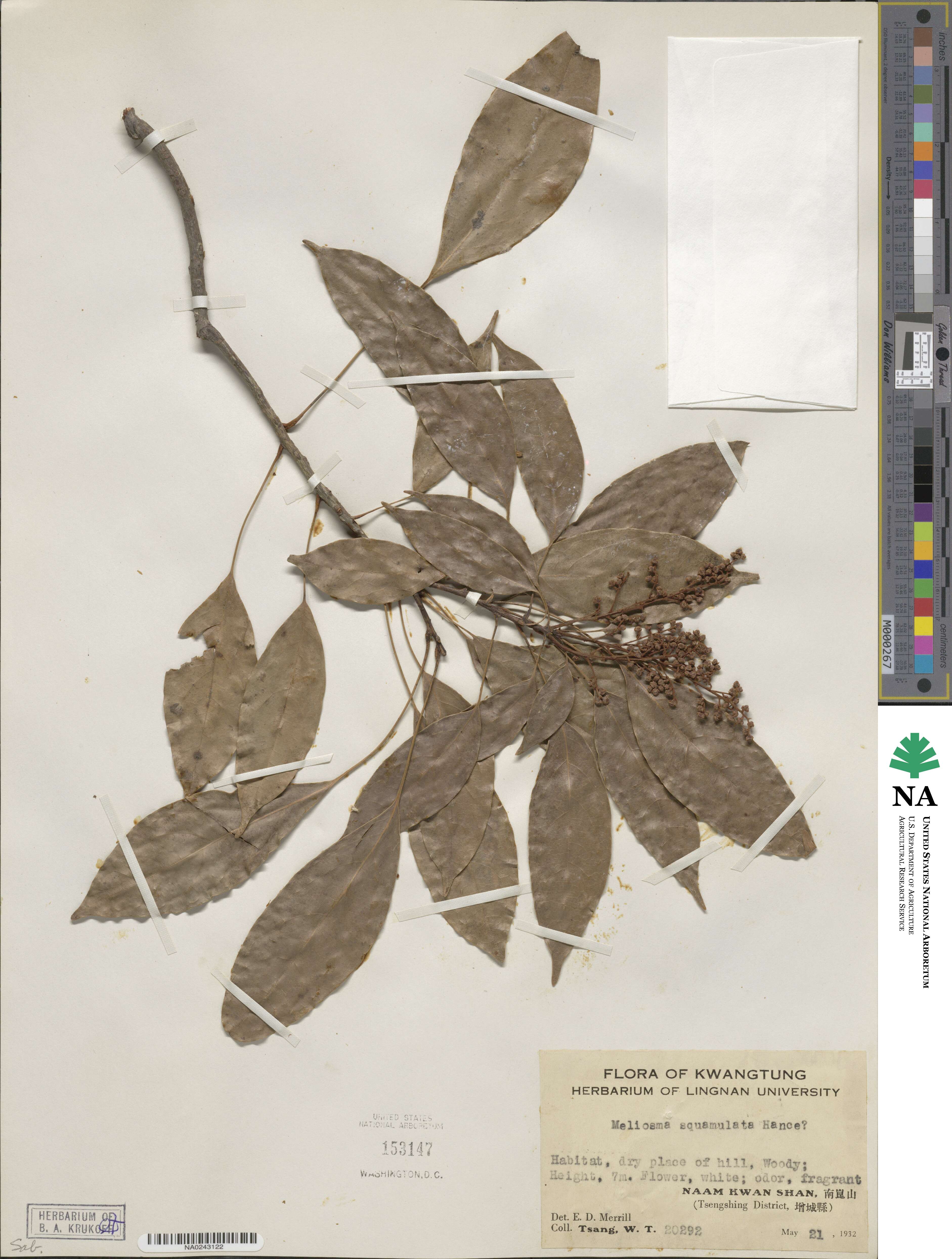 Meliosma squamulata image