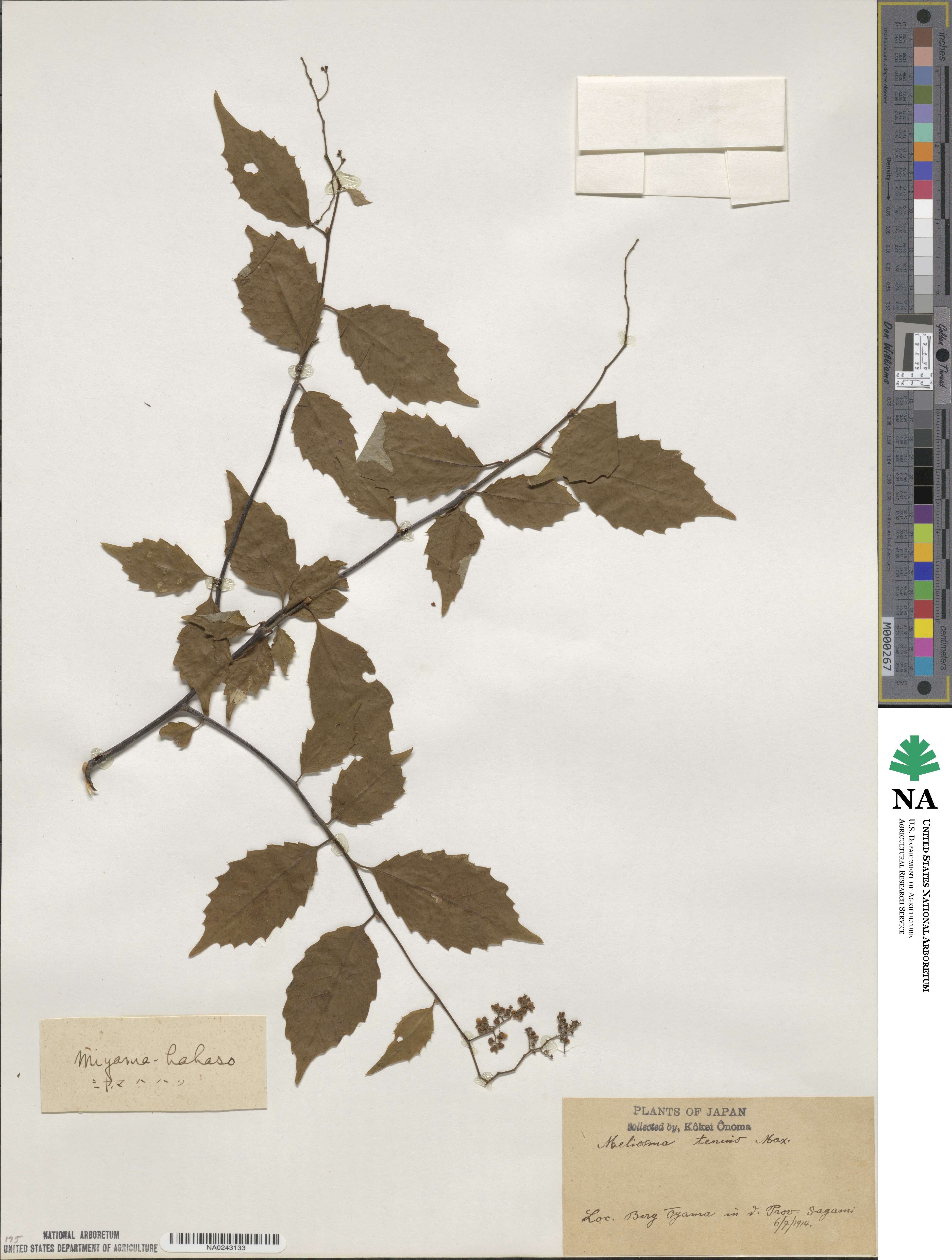 Meliosma image
