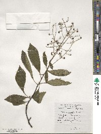 Meliosma cuneifolia image