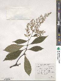 Meliosma cuneifolia image