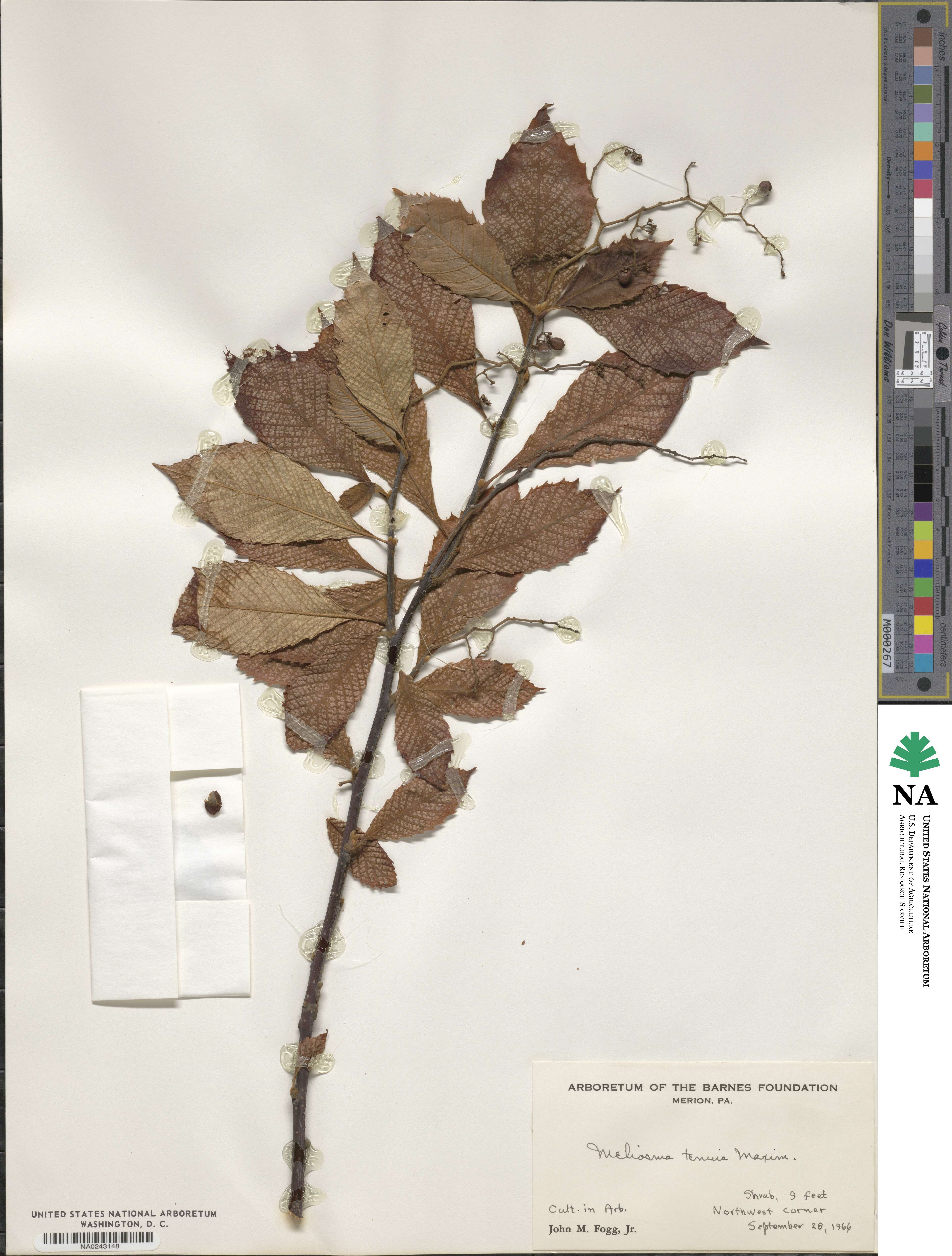 Meliosma tenuis image