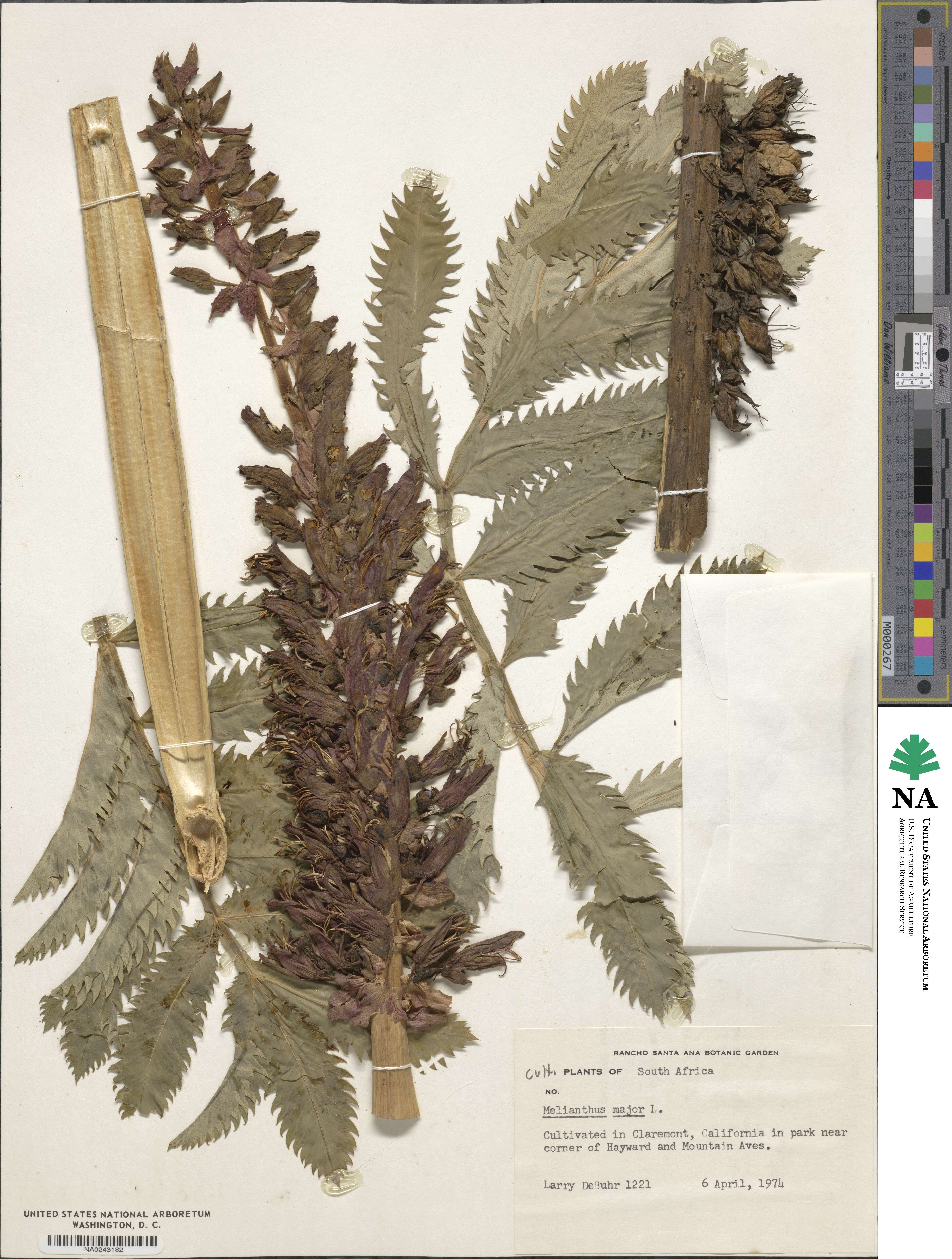 Melianthus major image